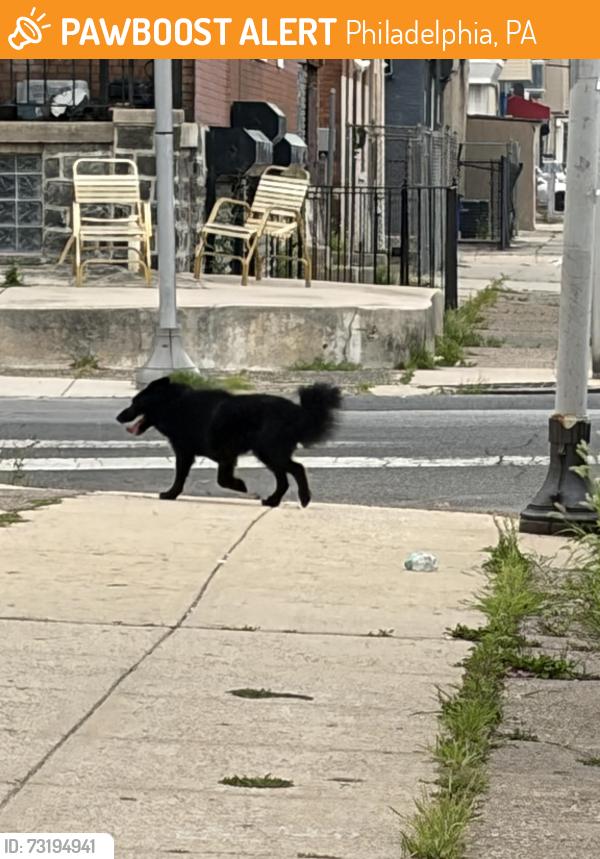 Found/Stray Unknown Dog last seen 58th and Cedar, running west on Cedar at 1pm July 28, Philadelphia, PA 19143