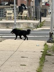 Found/Stray Unknown Dog last seen 58th and Cedar, running west on Cedar at 1pm July 28, Philadelphia, PA 19143