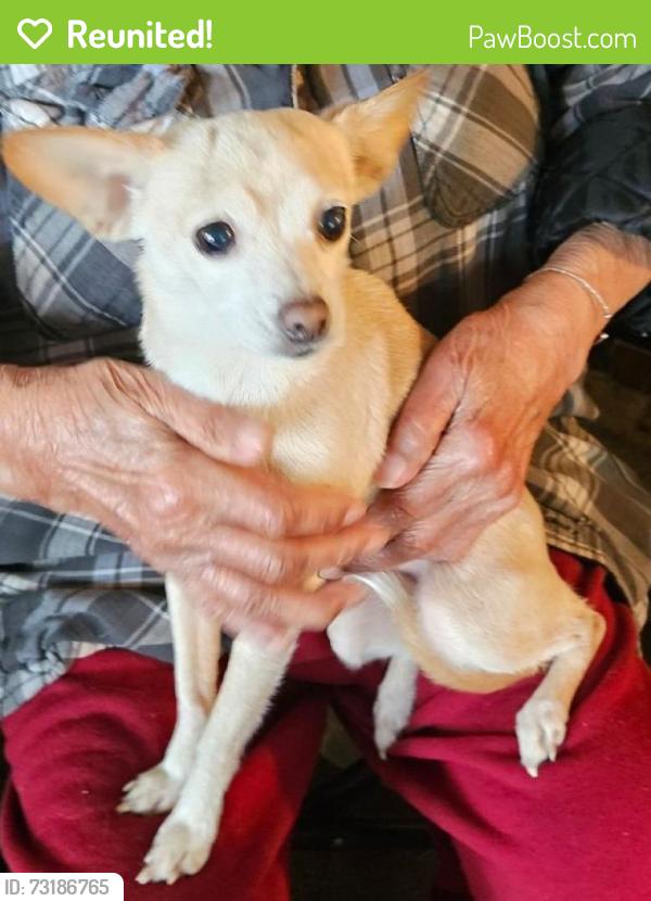 Reunited Female Dog last seen Patton Ave, Copperopolis Rd, Stockton, CA 95215