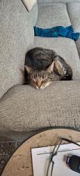 Lost Male Cat last seen Sleepy Hollow/Woods Golf Course area, Hedgesville, WV 25427