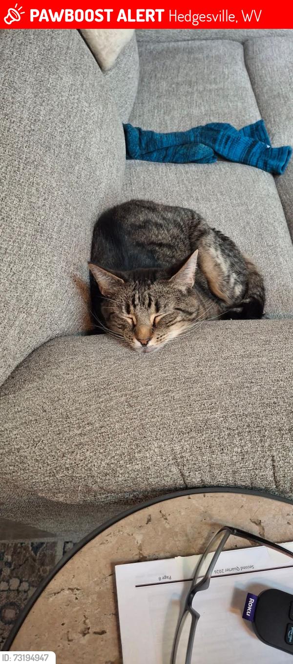 Lost Male Cat last seen Sleepy Hollow/Woods Golf Course area, Hedgesville, WV 25427