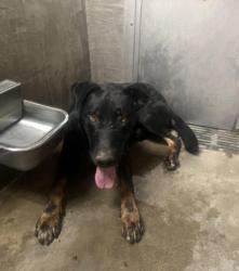 Shelter Stray Male Dog last seen , 14409 Vanowen St, Van Nuys, CA 91405, USA