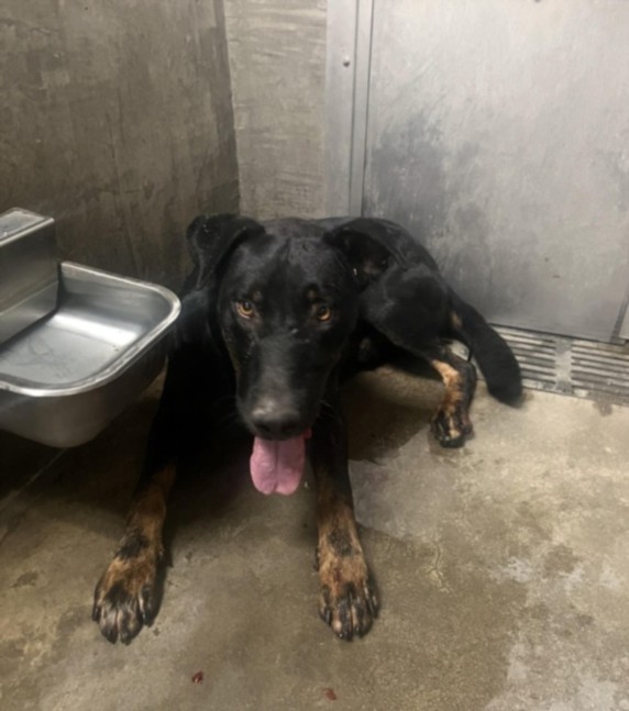 Shelter Stray Male Dog last seen , 14409 Vanowen St, Van Nuys, CA 91405, USA