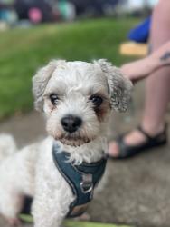 Reunited Male Dog last seen N Borthwick & Shaver, Portland, OR 97217