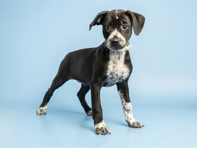 Shelter Stray Female Dog last seen , 5501 E Van Buren St, Phoenix, AZ 85008, USA