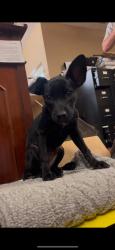 Reunited Male Dog last seen W Lansing Way & Weber, Fresno, CA 93722
