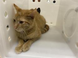 Shelter Stray Female Cat last seen Near BLOCK W BURNHAM ST, 3839 W Burnham St, West Milwaukee, WI 53215, USA