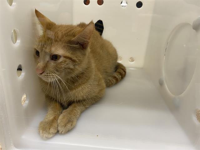 Shelter Stray Female Cat last seen Near BLOCK W BURNHAM ST, 3839 W Burnham St, West Milwaukee, WI 53215, USA