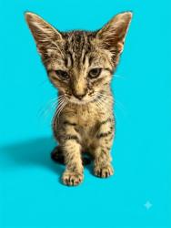 Shelter Stray Male Cat last seen Near BLOCK UNIVERSITY BLVD S UNIT 1025, 2020 Forest St, Jacksonville, FL 32204, USA
