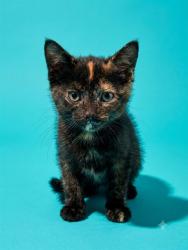 Shelter Stray Female Cat last seen Near BLOCK UNIVERSITY BLVD S UNIT 1025, 2020 Forest St, Jacksonville, FL 32204, USA