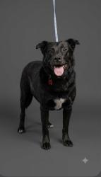 Shelter Stray Male Dog last seen CONNIE JEAN RD, 2020 Forest St, Jacksonville, FL 32204, USA