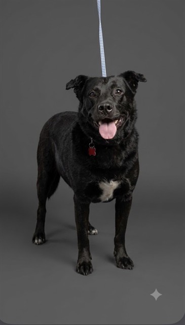 Shelter Stray Male Dog last seen CONNIE JEAN RD, 2020 Forest St, Jacksonville, FL 32204, USA