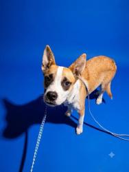 Shelter Stray Female Dog last seen Near BLOCK W 15TH, 2020 Forest St, Jacksonville, FL 32204, USA
