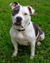 Shelter Stray Female Dog last seen Near BLOCK LENTZ AVE, 3528 Newburg Rd, Louisville, KY 40218, USA