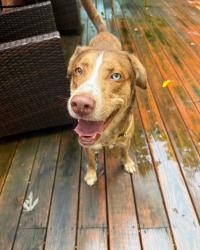 Shelter Stray Male Dog last seen PRESTON PARK, 3528 Newburg Rd, Louisville, KY 40218, USA