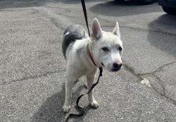 Shelter Stray Female Dog last seen Near BLOCK PICO BLVD, 1640 9th St, Santa Monica, CA 90404, USA