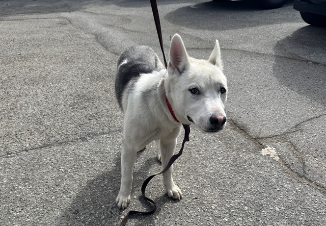 Shelter Stray Female Dog last seen Near BLOCK PICO BLVD, 1640 9th St, Santa Monica, CA 90404, USA