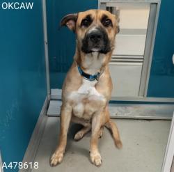 Shelter Stray Male Dog last seen Near BLOCK E I-240 SERVICE RD, 2811 SE 29th St, Oklahoma City, OK 73129, USA