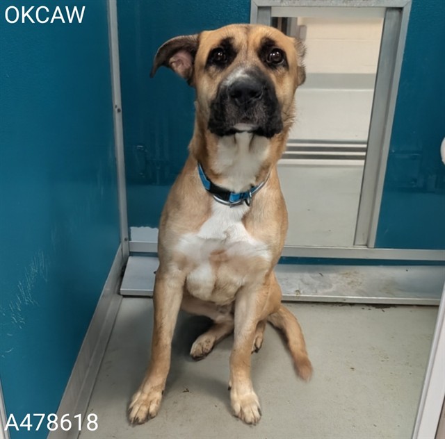 Shelter Stray Male Dog last seen Near BLOCK E I-240 SERVICE RD, 2811 SE 29th St, Oklahoma City, OK 73129, USA