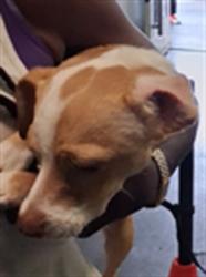 Shelter Stray Male Dog last seen , 1850 W 60th St, Los Angeles, CA 90047, USA