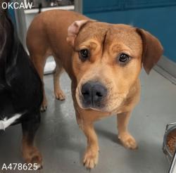 Shelter Stray Female Dog last seen Near BLOCK NW 88TH ST, OKLAHOMA CITY OK 73114, 2811 SE 29th St, Oklahoma City, OK 73129, USA