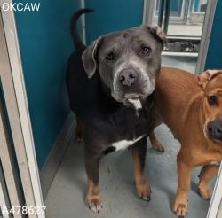 Shelter Stray Male Dog last seen Near BLOCK NW 88TH ST, OKLAHOMA CITY OK 73114, 2811 SE 29th St, Oklahoma City, OK 73129, USA
