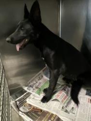 Shelter Stray Unknown Dog last seen , 1850 W 60th St, Los Angeles, CA 90047, USA