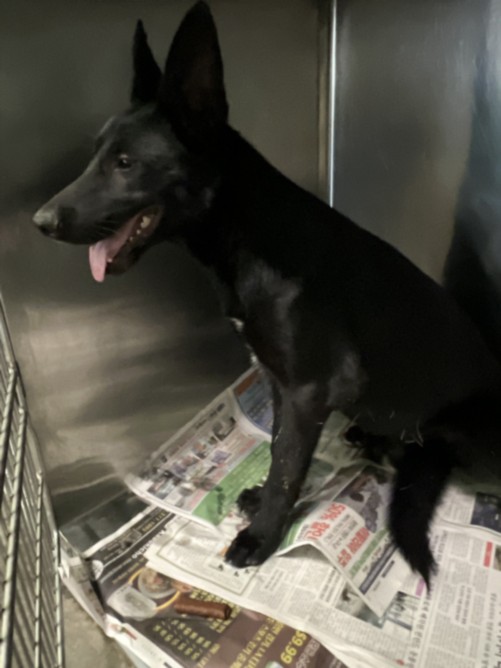 Shelter Stray Unknown Dog last seen , 1850 W 60th St, Los Angeles, CA 90047, USA