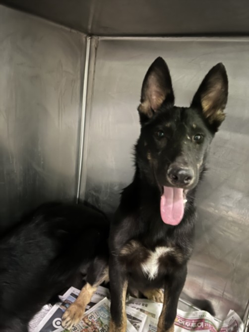 Shelter Stray Male Dog last seen , 1850 W 60th St, Los Angeles, CA 90047, USA