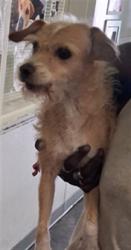 Shelter Stray Male Dog last seen , 1850 W 60th St, Los Angeles, CA 90047, USA