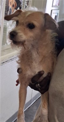 Shelter Stray Male Dog last seen , 1850 W 60th St, Los Angeles, CA 90047, USA