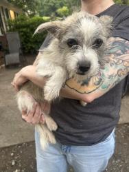 Found/Stray Female Dog last seen 17th and S Rowan, Spencer, NC 28159