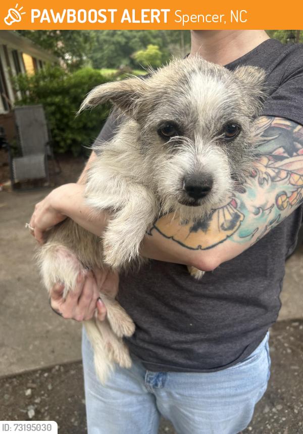 Found/Stray Female Dog last seen 17th and S Rowan, Spencer, NC 28159