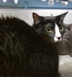Shelter Stray Unknown Cat last seen 29TH & S PENN, 2811 SE 29th St, Oklahoma City, OK 73129, USA