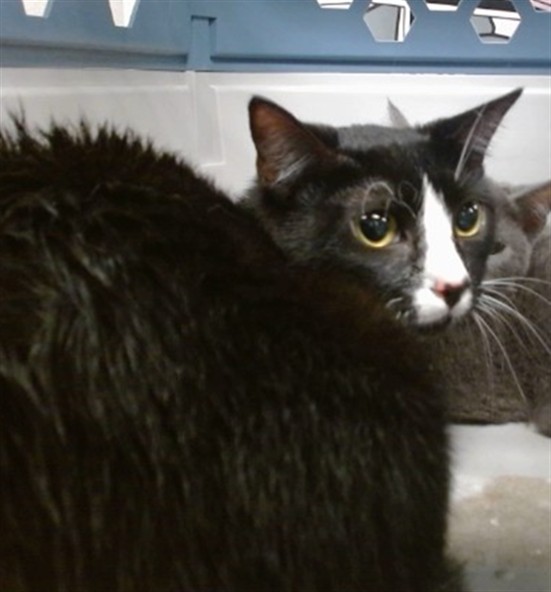 Shelter Stray Unknown Cat last seen 29TH & S PENN, 2811 SE 29th St, Oklahoma City, OK 73129, USA