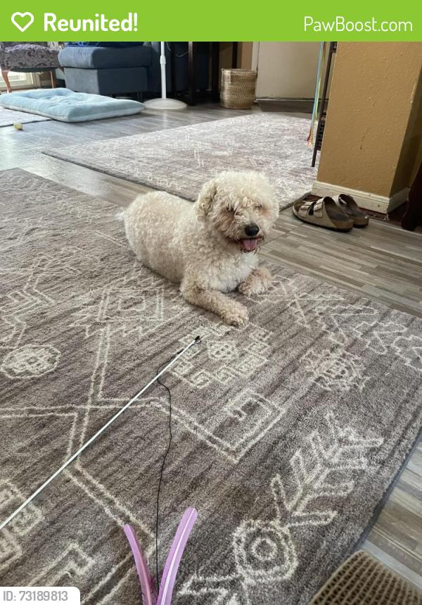Reunited Male Dog last seen Park Falls and Royal Gardens, Houston, TX 77095