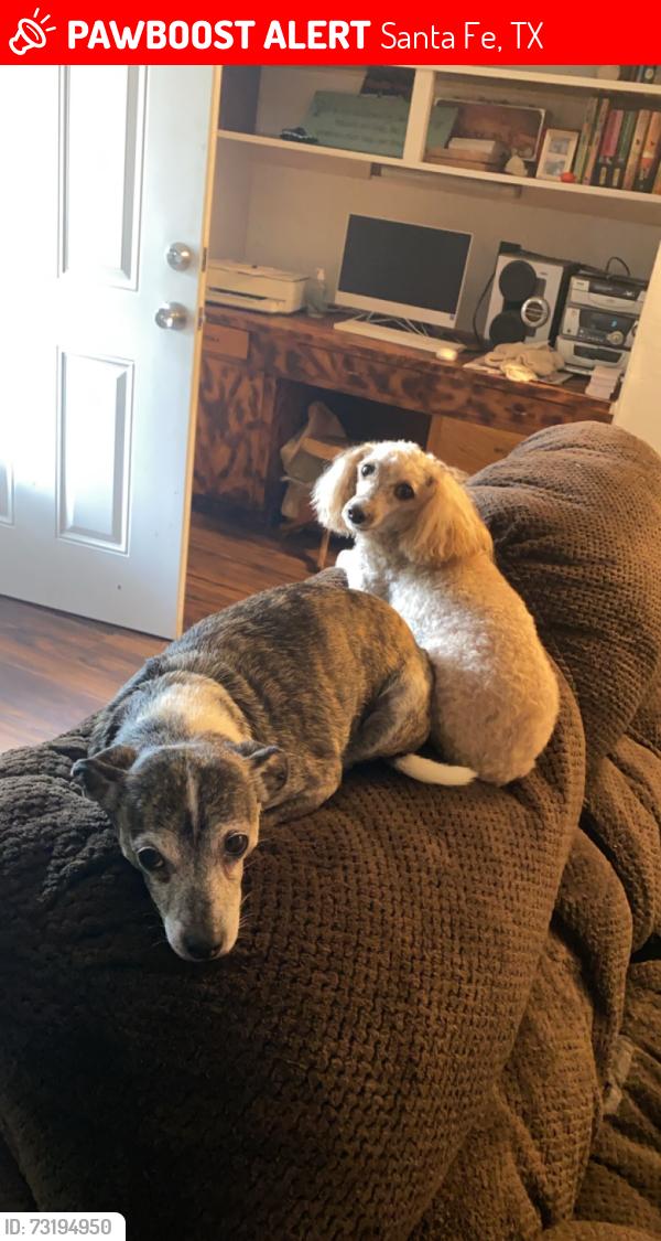 Lost Female Dog last seen Ave L, Santa Fe, TX 77510