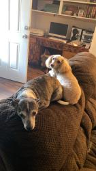Lost Female Dog last seen Ave L, Santa Fe, TX 77510