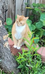 Lost Male Cat last seen Pinto ridge dr, foxmar ln, Foxhaven ln, Humble, TX 77338