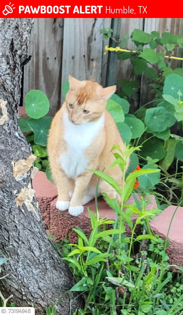 Lost Male Cat last seen Pinto ridge dr, foxmar ln, Foxhaven ln, Humble, TX 77338