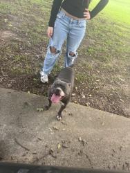 Found/Stray Female Dog last seen Turner chapel rd and Atkins dr, Rome, GA 30161
