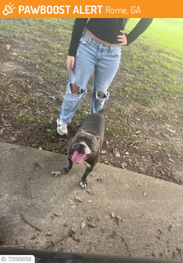 Found/Stray Female Dog last seen Turner chapel rd and Atkins dr, Rome, GA 30161
