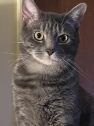 Reunited Male Cat last seen Orem Drive and Bond Mill Rd, Laurel, MD 20707