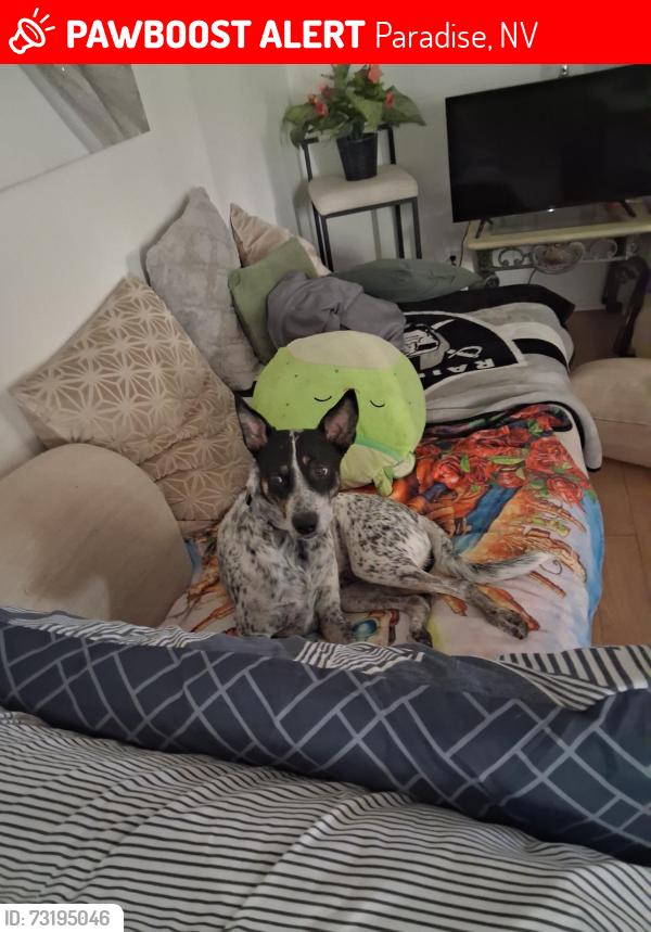 Lost Male Dog last seen Tropicana and koval, Paradise, NV 89119