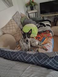 Lost Male Dog last seen Tropicana and koval, Paradise, NV 89119