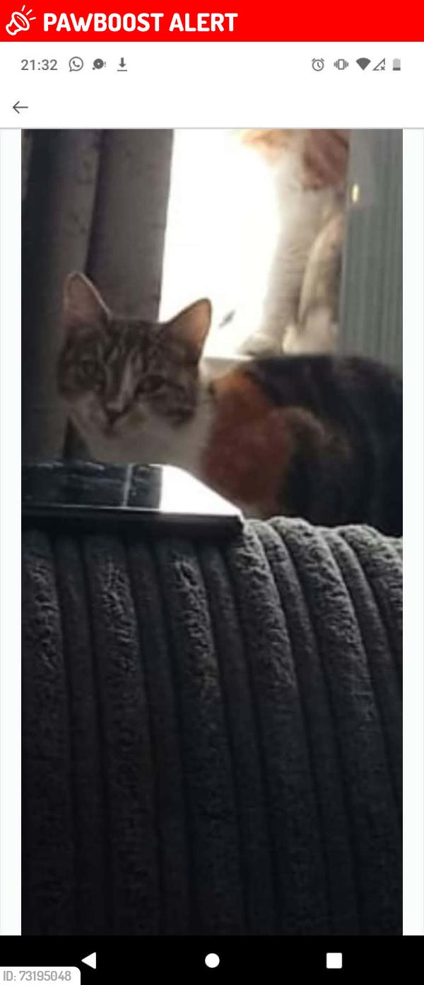 Lost Female Cat last seen The Woodlands Penygarn, Penygarn, Wales NP4 8BN