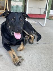 Found/Stray Male Dog last seen Rumble and Floyd, Modesto, CA 95355