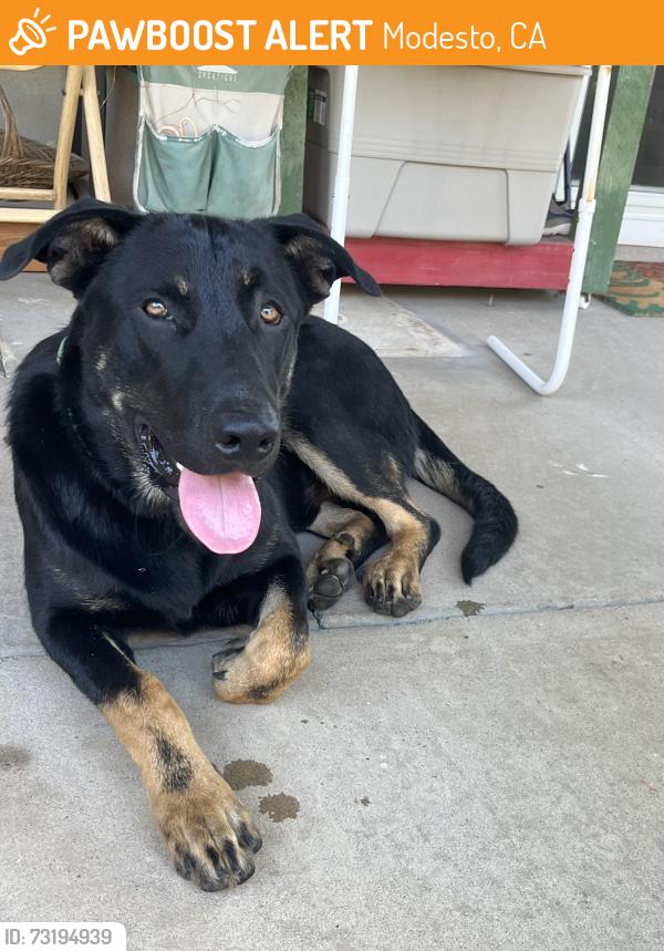 Found/Stray Male Dog last seen Rumble and Floyd, Modesto, CA 95355