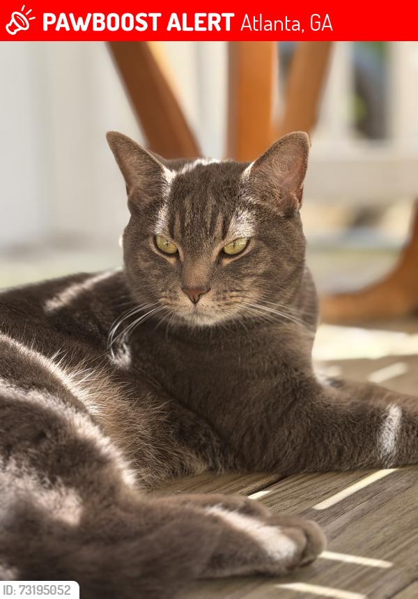 Lost Female Cat last seen Intersection with Ponce de Leon Av, Atlanta, GA 30306