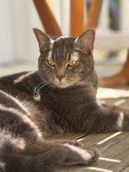 Lost Female Cat last seen Intersection with Ponce de Leon Av, Atlanta, GA 30306